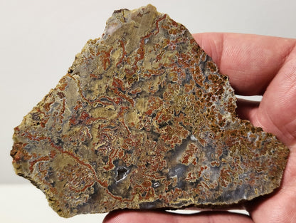 Dalle d'agate à plumes du bassin sanglant